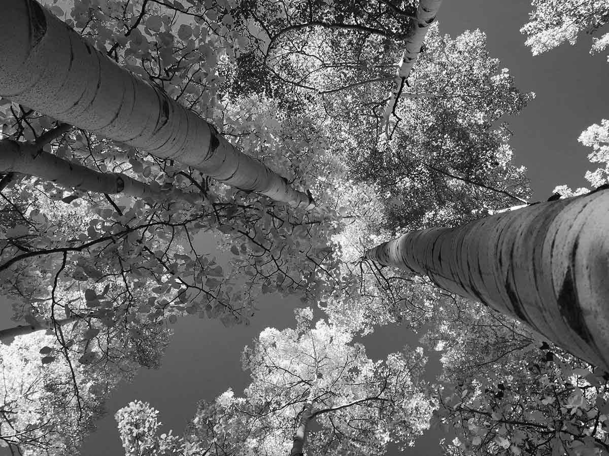 Home » Cornerstone Estate Management Aspen CO